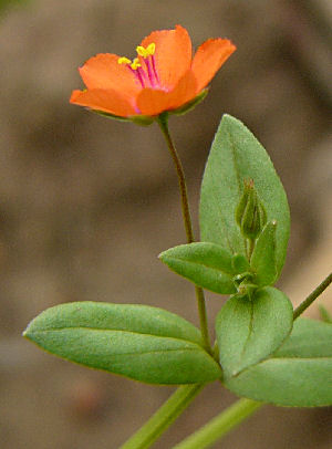 Anagallis arvensis