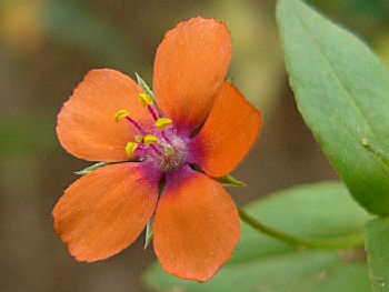 Anagallis arvensis