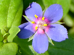 Anagallis foemina