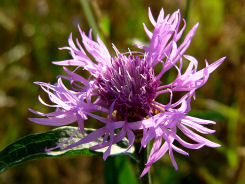 Wiesenflockenblume