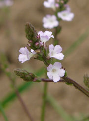 Verbena officinalis