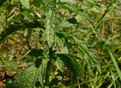 Verbena officinalis