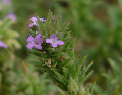 Filipendula ulmaria