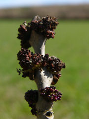 Knospen der Esche im Winter
