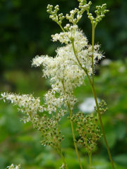 Filipendula ulmaria