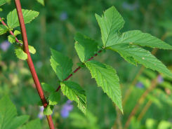 Filipendula ulmaria