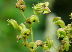 Filipendula ulmaria