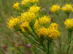 Gold-Aster