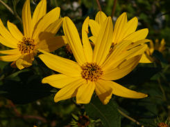 Helianthus tuberosus