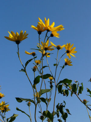 Helianthus tuberosus