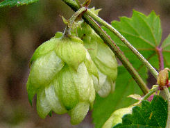 Hopfen