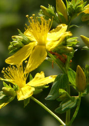 Hypericum perforatum