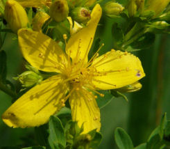 Hypericum perforatum