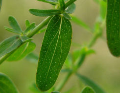 Hypericum perforatum