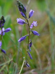 Polygala vulgaris