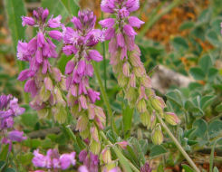 Polygala comosa