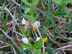 Polygala chamaebuxus