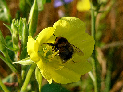 Nachtkerze