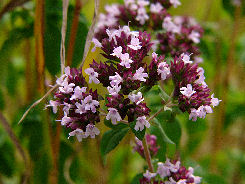 Origanum