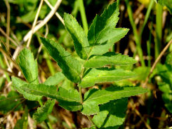 Pastinak