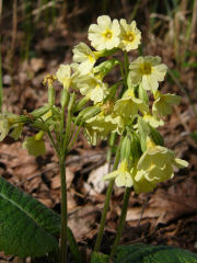 Hohe Schlüsselblume