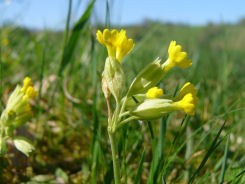 Arznei-Schlüsselblume (Primula veris)