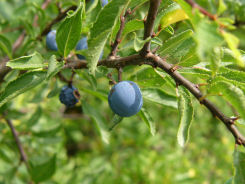 Prunus spinosa (mit Früchten)