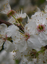 Prunus cerasifera