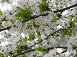 Vogelkirsche (Prunus avium)