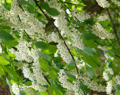 Traubenkirsche (Prunus padus)