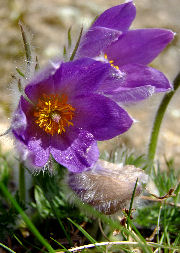 Pulsatilla