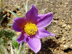 Pulsatilla