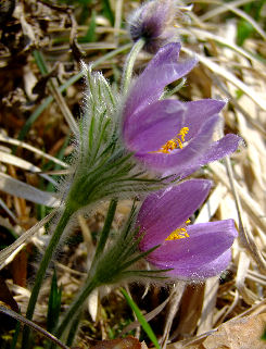 Pulsatilla