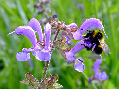 Wiesensalbei