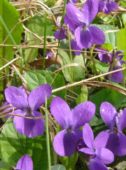 Viola odorata