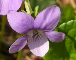 Viola riviniana