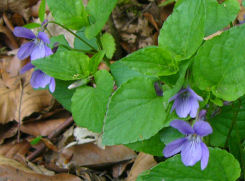Wald-Veilchen (Viola reichenbachiana