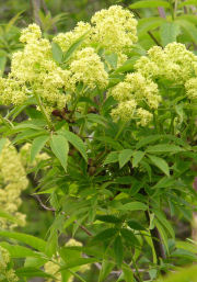 Sambucus racemosa