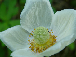 Anemone