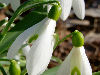 Galanthus