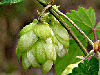 Hopfen