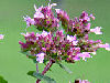 Origanum