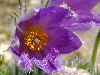 Pulsatilla