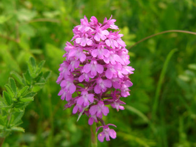 Anacamptis