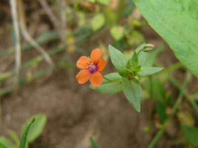 Anagallis