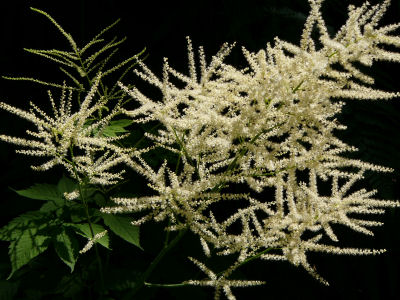 Aruncus