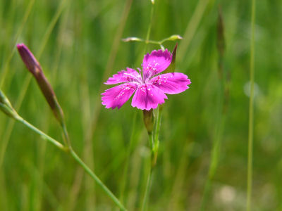 Dianthus