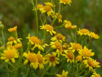 Senecio