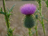 Gewöhnliche Kratzdistel