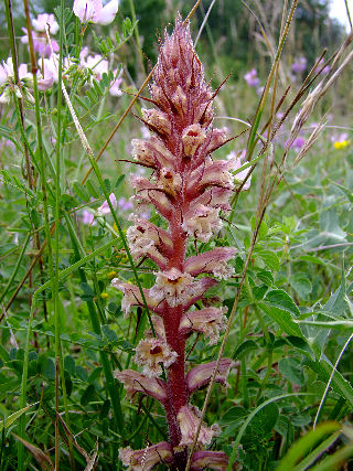 Orobanche amethystea